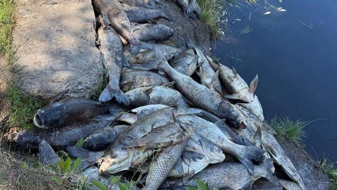 У трьох водоймах Борщагівської громади спостерігається масова загибель риби. 2