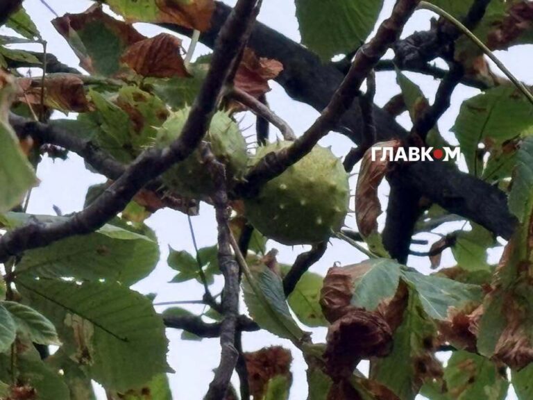 Київ рятує каштани: розроблено комплексний план збереження символу міста 8 Київ рятує каштани: розроблено комплексний план збереження символу міста 7