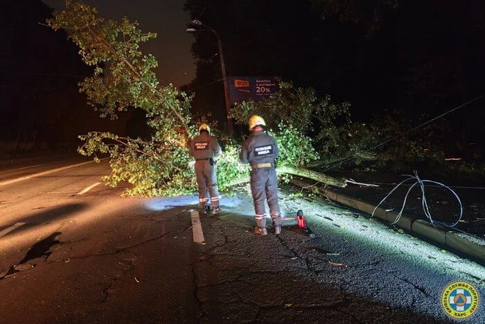 Дерево, що впало на дорогу